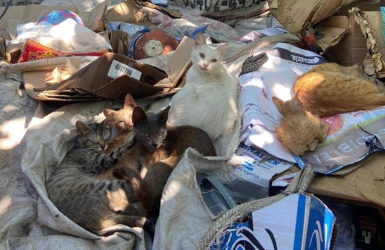 Imagen de &Uacute;ltima campa&ntilde;a de castraci&oacute;n gratuita del a&ntilde;o en Arroyo Seco