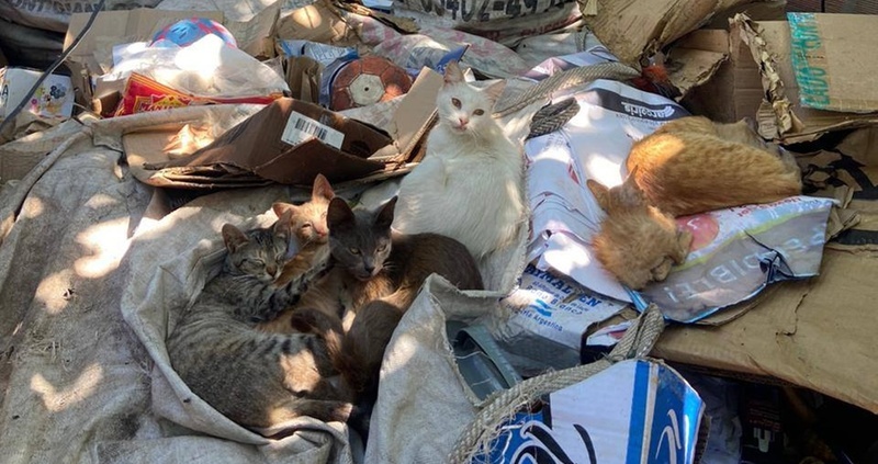 Imagen de &Uacute;ltima campa&ntilde;a de castraci&oacute;n gratuita del a&ntilde;o en Arroyo Seco