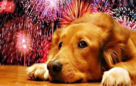Imagen de Mascotas en Navidad: cuáles son las cinco formas de protegerlas de la pirotecnia
