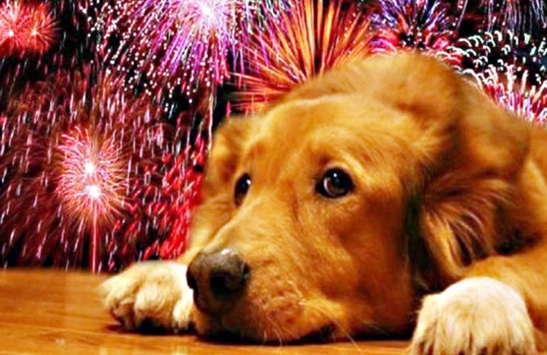 Imagen de Mascotas en Navidad: cu&aacute;les son las cinco formas de protegerlas de la pirotecnia