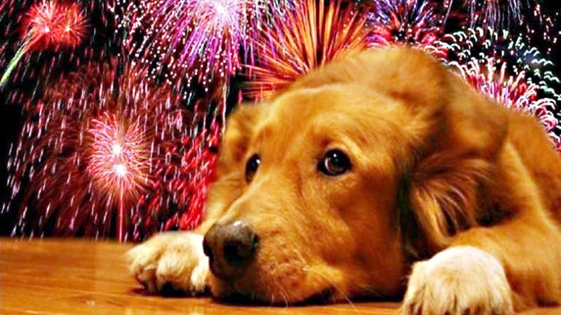 Imagen de Mascotas en Navidad: cu&aacute;les son las cinco formas de protegerlas de la pirotecnia