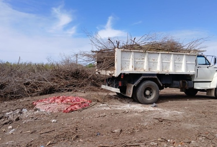 Imagen de Camión con achuras fue decomisado por no tener en regla la cámara de frío para transportar alimentos.