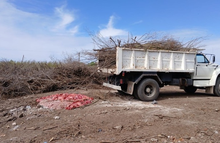 Imagen de Camión con achuras fue decomisado por no tener en regla la cámara de frío para transportar alimentos.