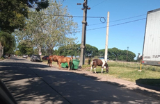 Imagen de Caballos sueltos en calle Aníbal Maffei.