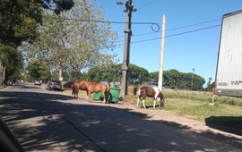 Imagen de Caballos sueltos en calle Aníbal Maffei.