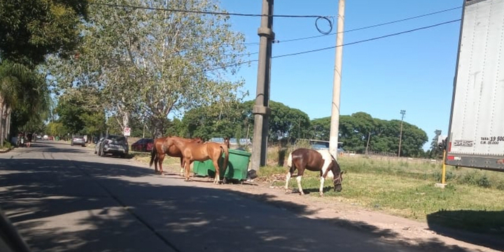 Imagen de Caballos sueltos en calle Aníbal Maffei.