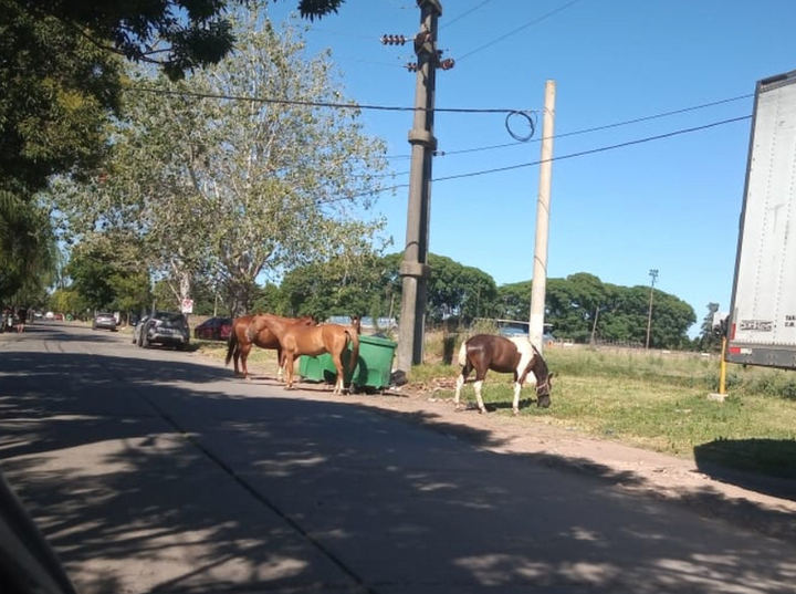 Imagen de Caballos sueltos en calle Aníbal Maffei.