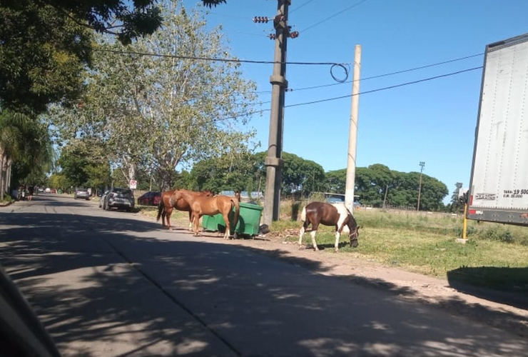 Imagen de Caballos sueltos en calle Aníbal Maffei.