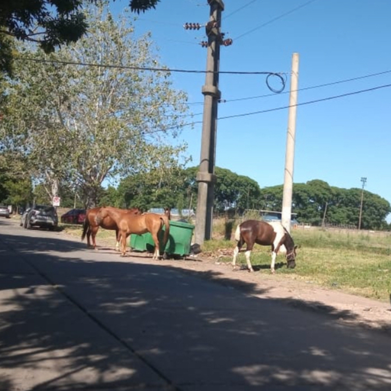 Imagen de Caballos sueltos en calle Aníbal Maffei.