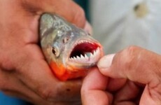 Las palometas volvieron a atacar en la región. (Archivo)