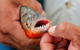 Las palometas volvieron a atacar en la región. (Archivo)