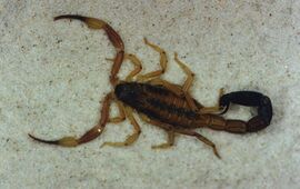 La aparición de estos insectos revisten cuidados y atenciones en la comunidad.