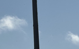 Imagen de Atenci&oacute;n: Panal de Avispas en Ruta 21 y Cardozo.