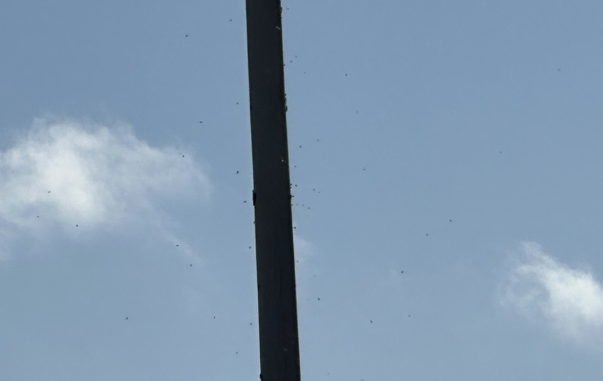 Imagen de Atenci&oacute;n: Panal de Avispas en Ruta 21 y Cardozo.
