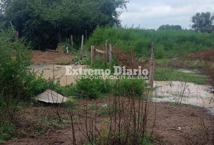 Imagen de Denuncia que se le murió un caballo por tomar un líquido envenenado
