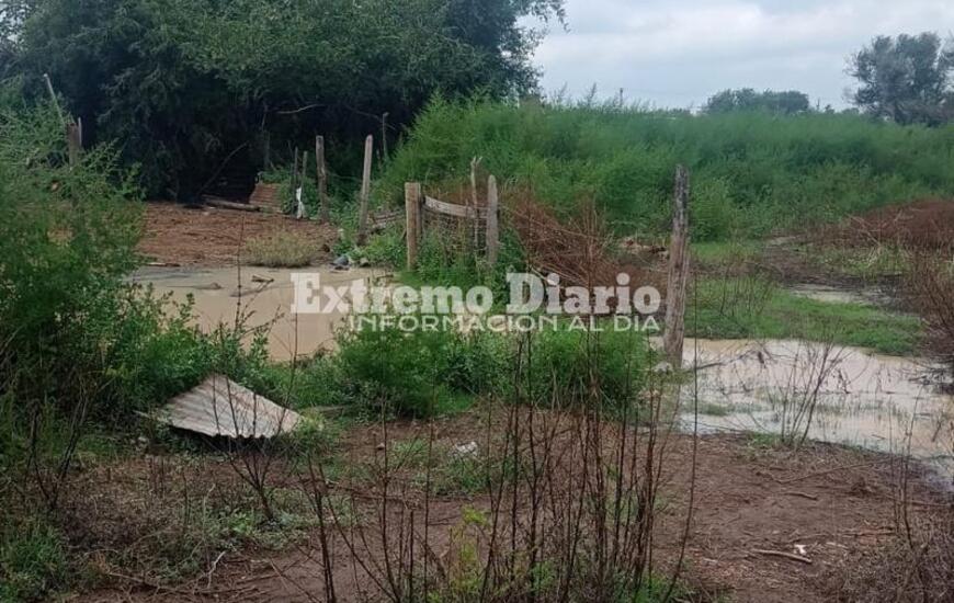 Imagen de Denuncia que se le muri&oacute; un caballo por tomar �un l&iacute;quido envenenado�