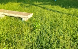 Imagen de Reclamo de vecinos del Bote Club por pastizales largos en la Plaza del barrio.