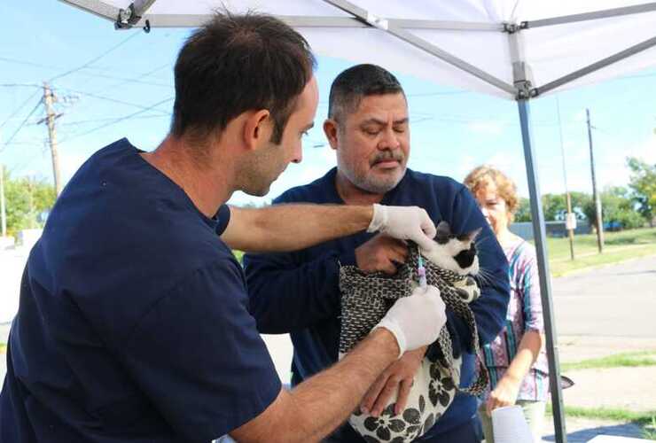 Nueva jornada de la campaña de salud animal.