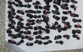 Se incautaron 102 envoltorios con una sustancia blanquecina que sería cocaína.