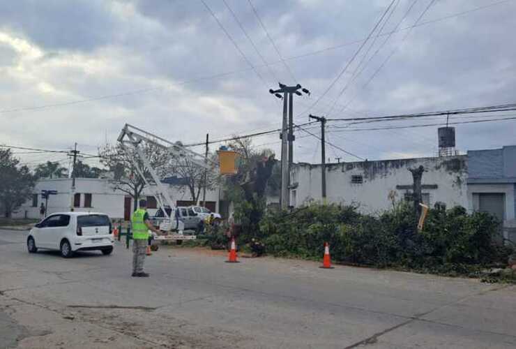 Imagen de Vecinos molestos: aseguran que no fueron consultados por la instalación de semáforos y la extracción de un árbol centenario
