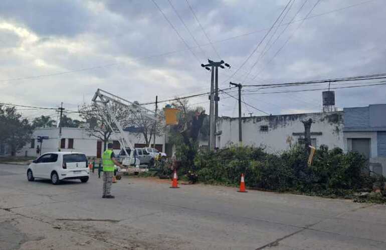 Imagen de Vecinos molestos: aseguran que no fueron consultados por la instalación de semáforos y la extracción de un árbol centenario