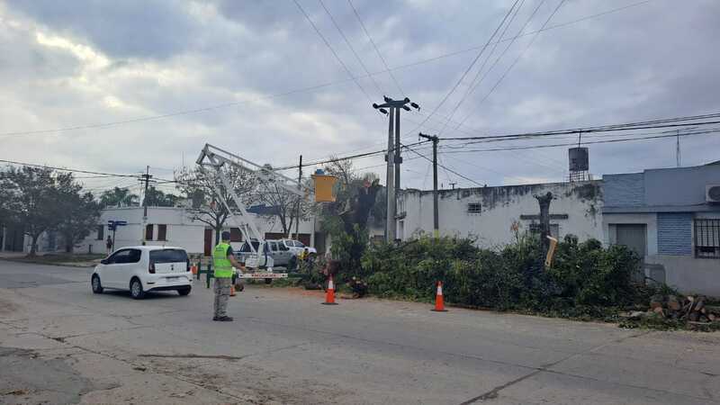 Imagen de Vecinos molestos: aseguran que no fueron consultados por la instalaci&oacute;n de sem&aacute;foros y la extracci&oacute;n de un &aacute;rbol centenario