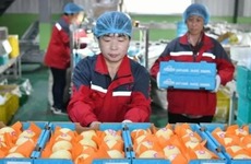 China concretó la primera exportación de peras con destino a la Argentina.