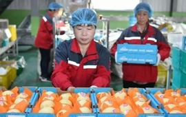 China concretó la primera exportación de peras con destino a la Argentina.