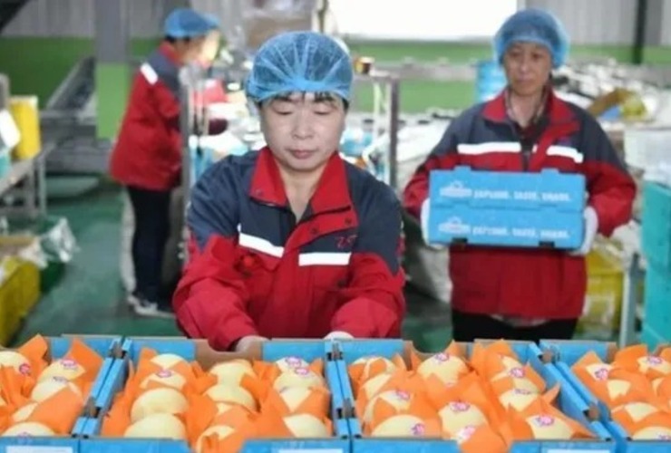 China concretó la primera exportación de peras con destino a la Argentina. China concretó la primera exportación de peras con destino a la Argentina.