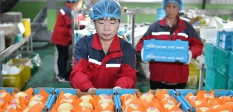 China concretó la primera exportación de peras con destino a la Argentina.