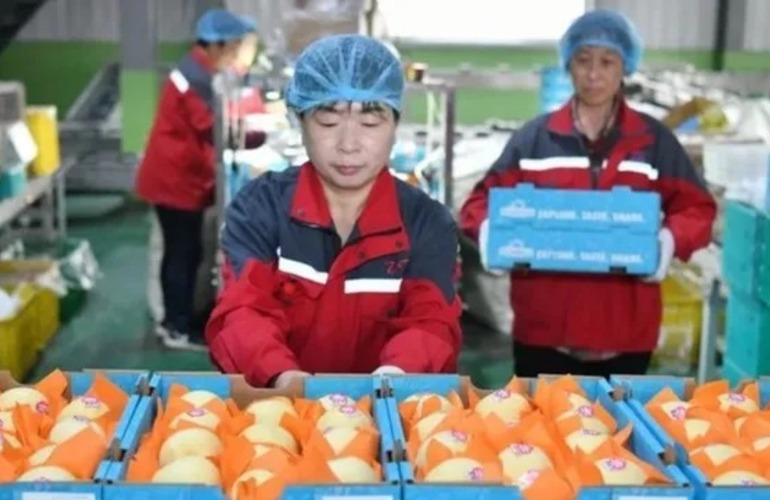 China concretó la primera exportación de peras con destino a la Argentina.