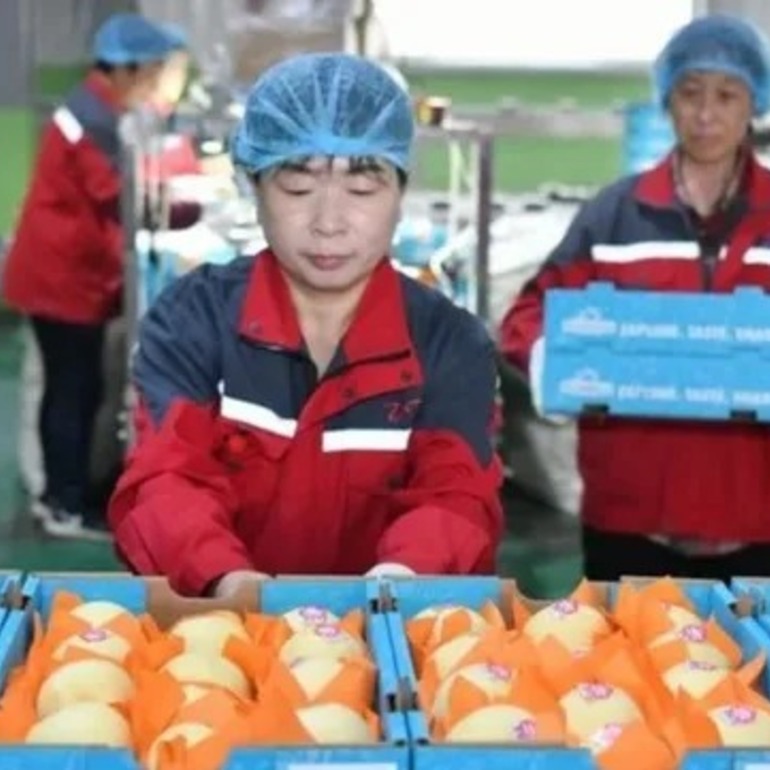 China concretó la primera exportación de peras con destino a la Argentina.