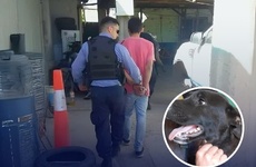 Imagen de Condenado por maltrato animal: deberá hacer tareas comunitarias en una guardería canina