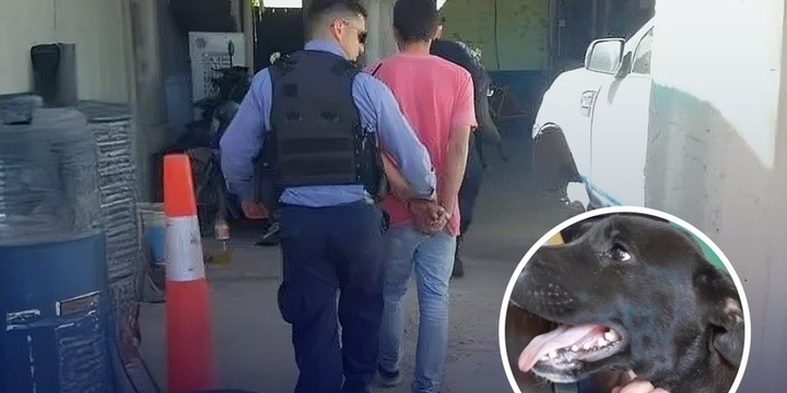 Imagen de Condenado por maltrato animal: deberá hacer tareas comunitarias en una guardería canina