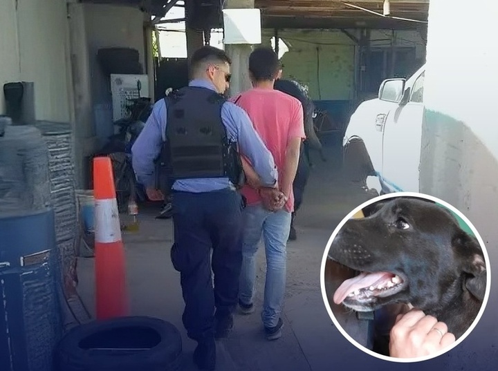 Imagen de Condenado por maltrato animal: deberá hacer tareas comunitarias en una guardería canina