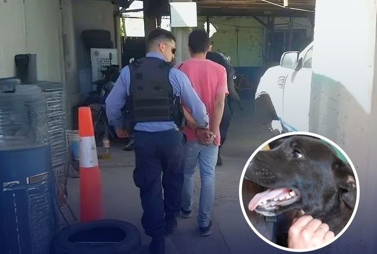 Imagen de Condenado por maltrato animal: deberá hacer tareas comunitarias en una guardería canina