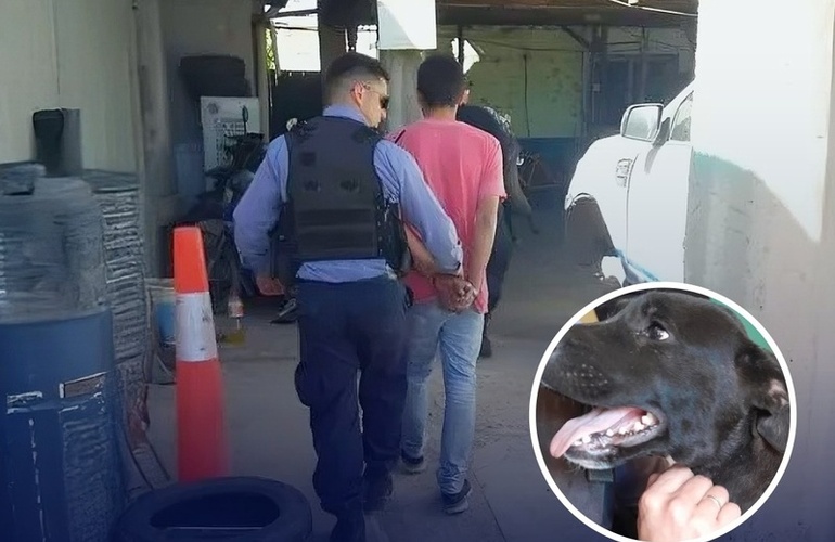 Imagen de Condenado por maltrato animal: deberá hacer tareas comunitarias en una guardería canina
