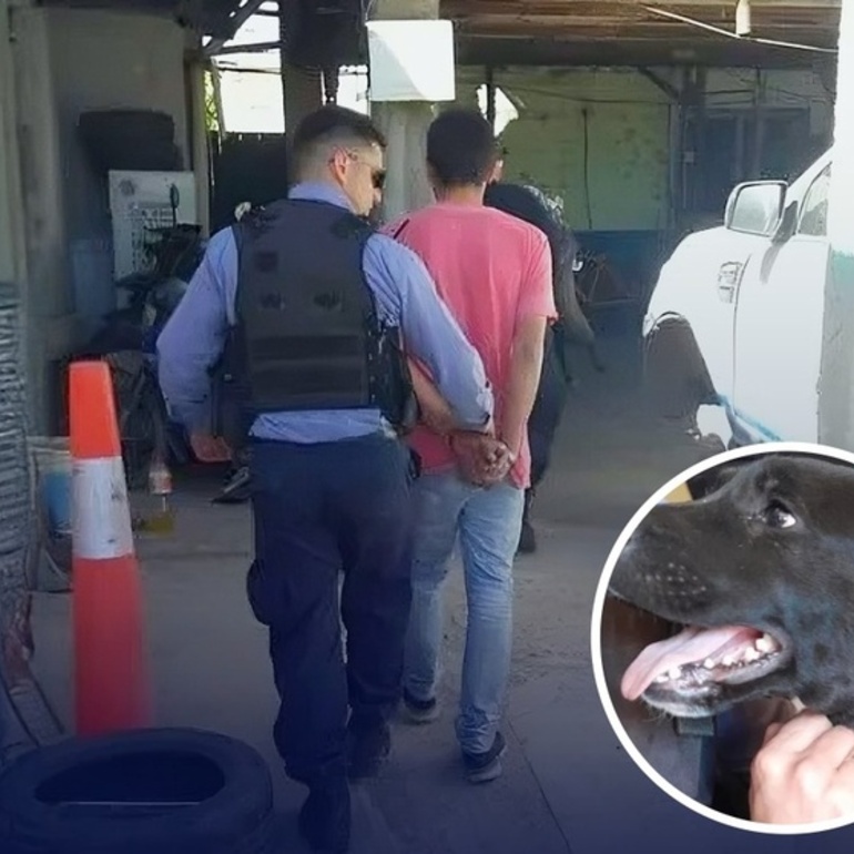 Imagen de Condenado por maltrato animal: deberá hacer tareas comunitarias en una guardería canina