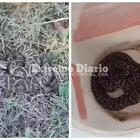 Imagen de Alerta por aparición de yararás en barrios costeros: interviene Protección Civil