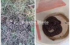 Imagen de Alerta por aparición de yararás en barrios costeros: interviene Protección Civil