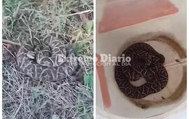 Imagen de Alerta por aparici&oacute;n de yarar&aacute;s en barrios costeros: interviene Protecci&oacute;n Civil