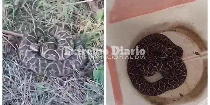 Imagen de Alerta por aparición de yararás en barrios costeros: interviene Protección Civil