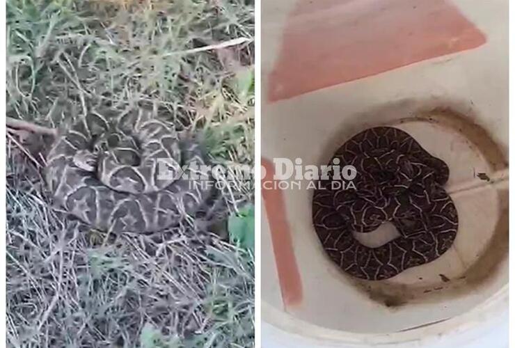 Imagen de Alerta por aparición de yararás en barrios costeros: interviene Protección Civil