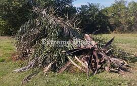 Imagen de Vecino de Mirador del Río reclama por acumulación de poda: Hace más de un mes que no pasan