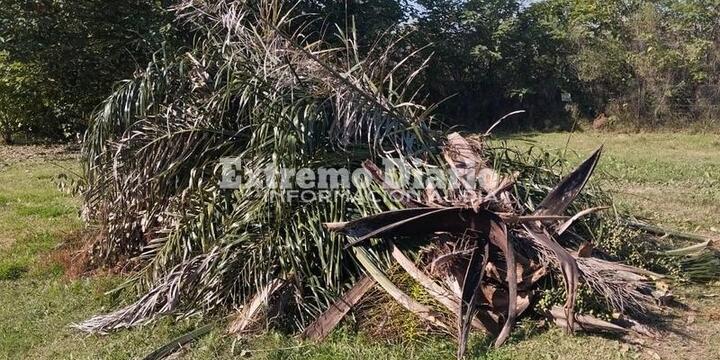 Imagen de Vecino de Mirador del Río reclama por acumulación de poda: Hace más de un mes que no pasan