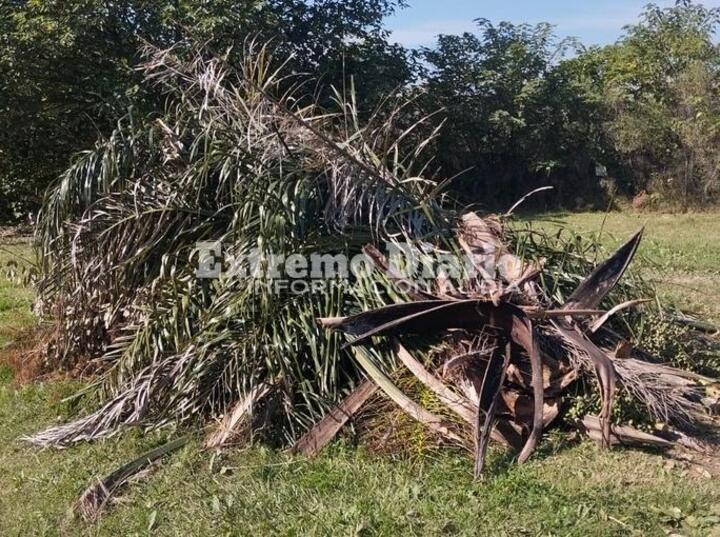 Imagen de Vecino de Mirador del Río reclama por acumulación de poda: Hace más de un mes que no pasan