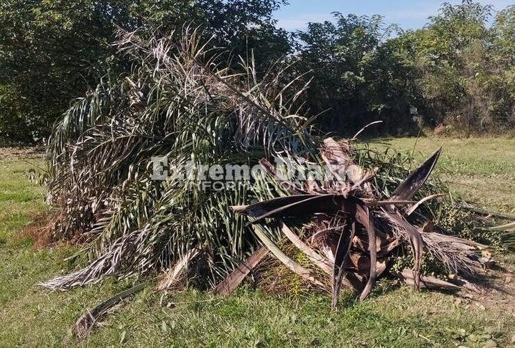 Imagen de Vecino de Mirador del Río reclama por acumulación de poda: Hace más de un mes que no pasan