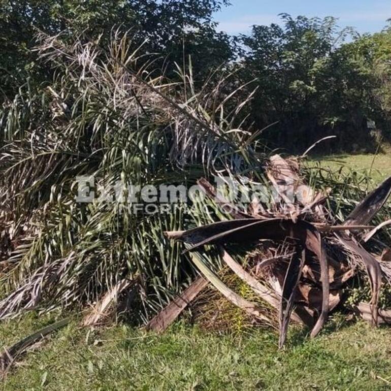 Imagen de Vecino de Mirador del Río reclama por acumulación de poda: “Hace más de un mes que no pasan”