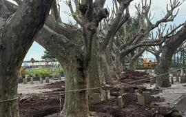 Imagen de El Rowing Club inició con la renovación total de su patio
