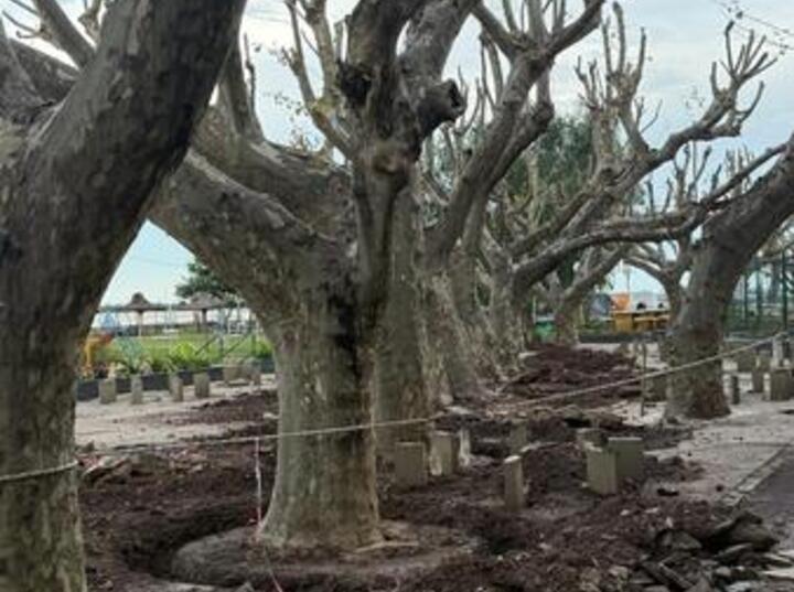 Imagen de El Rowing Club inició con la renovación total de su patio